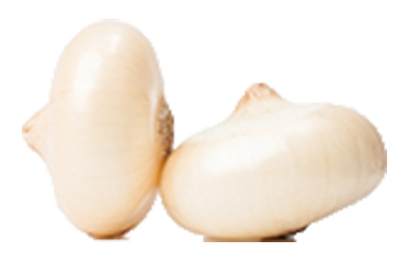 cipolle