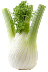 finocchi